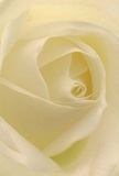 This image invites you to experience the pure serenity within the spiraling heart of a cream-white rose-a bloom that seems to capture the soft, ambient light drifting through Anerley's neighbourhood lanes. The petals unfold in perfect succession, their velvety texture and gentle matte sheen reminiscent of early morning calm. Subtle shadows enhance the depth, while each ivory-tinted layer appears almost whisper-light, as if graciously touched by dew. There is profound peace in this composition, evoking moments of reflection or heartfelt tributes delivered across Anerley, whether to a home along Anerley Road or as a centrepiece for a quiet celebration. The flower exudes a delicate scent, understated yet unmistakably sweet, and under the hand of a local Anerley florist, every nuance of colour, form, and feeling has been lovingly preserved. With tranquil grace and thoughtful artistry, this rose is the purest emblem for conveying sympathy, admiration, or marking new beginnings among the community.